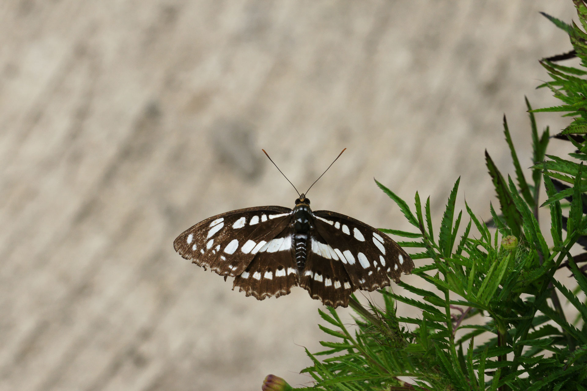 Wer darauf achtet, wird durchaus eine reiche Tierwelt entdecken